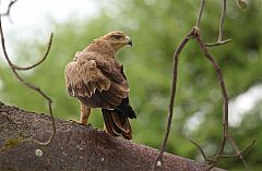 Tawny Eagle